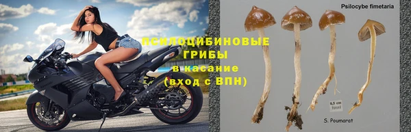 сатива Вяземский